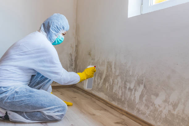 Licensed Mold Remediation service in Wycombe, PA - WQB Mold Removal
